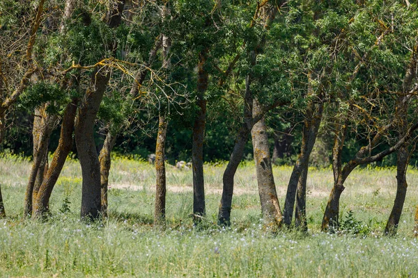 Árvore Floresta Latea Delta Danúbio — Fotografia de Stock