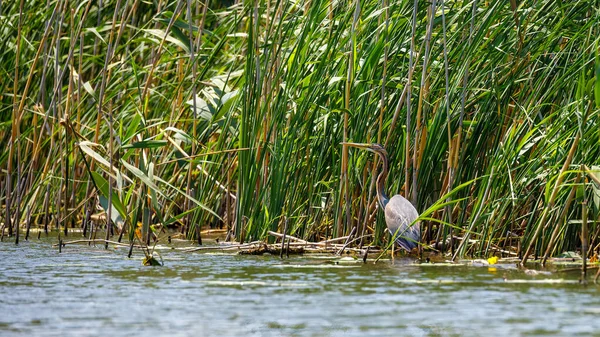 Purple Heron Wilderness Danube Delta Romania — Stock Photo, Image