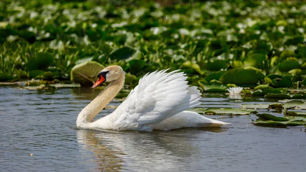 White Mute Swan Wilderness Danube Delta Romania — Stock Photo, Image