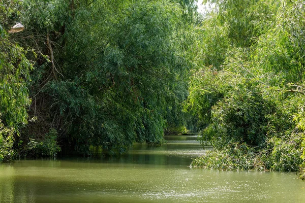 stock image The swamps and wilderness of the Danube Delta in Romania