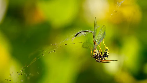 Μια Σφήκα Σκοτώνει Μια Μύγα — Φωτογραφία Αρχείου