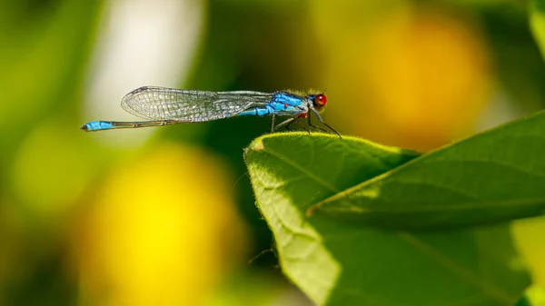 Small Red Eyed Damselfly Danube Delta — Stock Photo, Image