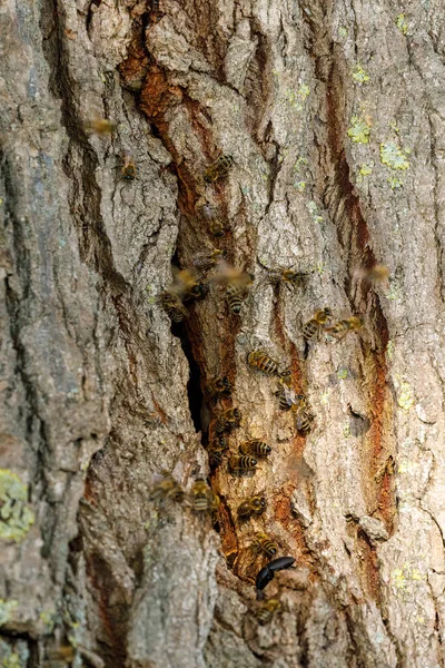 Гнездо Диких Пчел — стоковое фото