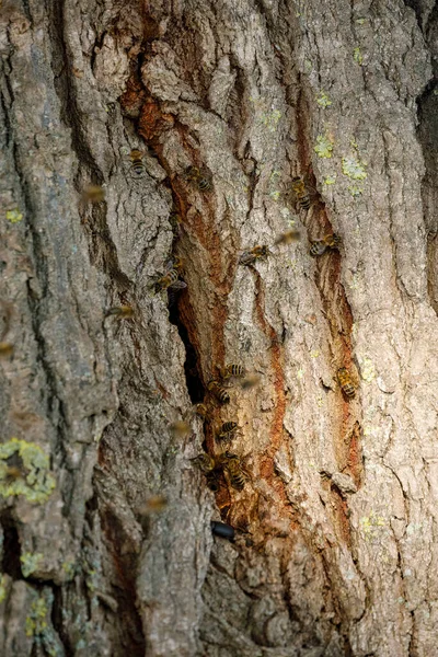 Гнездо Диких Пчел — стоковое фото