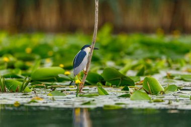 Romanya 'da Tuna Deltasında Bir Gece Balıkçıl