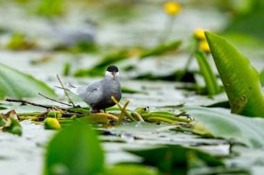 Romanya 'nın Tuna deltasındaki yaygın bir deniz feneri.