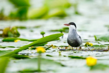 Romanya 'nın Tuna deltasındaki yaygın bir deniz feneri.