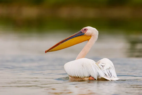 Ein Pelikan Der Wildnis Des Donaudeltas Rumänien — Stockfoto