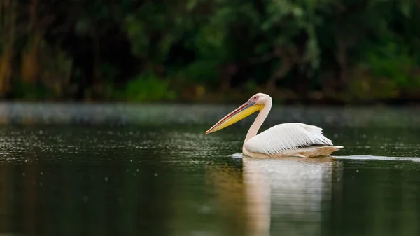 stock image A pelican in the wilderness of the Danube Delta in Romania