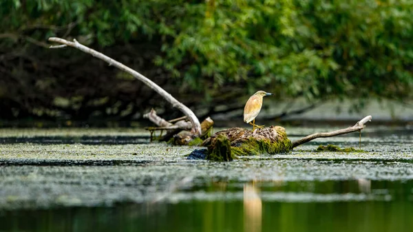 Pond Heron Swamps Danube Delta Romania — Stock Photo, Image