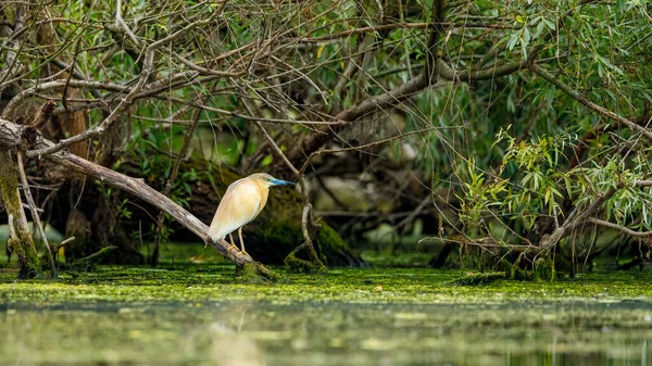 stock image A pond heron in the swamps of the Danube Delta in Romania