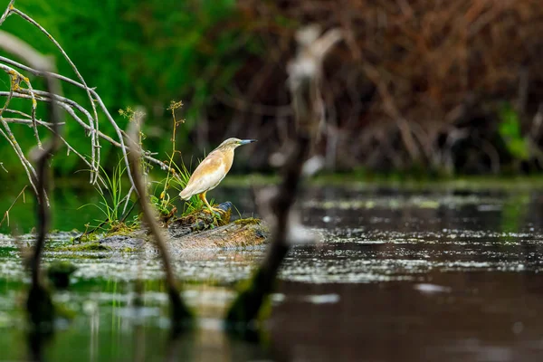 Pond Heron Swamps Danube Delta Romania — Stock Photo, Image