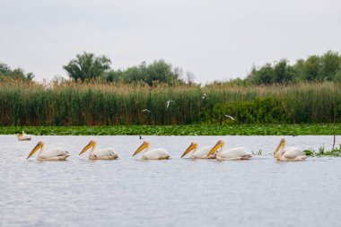 Romanya 'da Tuna Deltası' nın vahşi doğasında bir pelikan