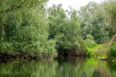 Tuna deltasının vahşi doğası.