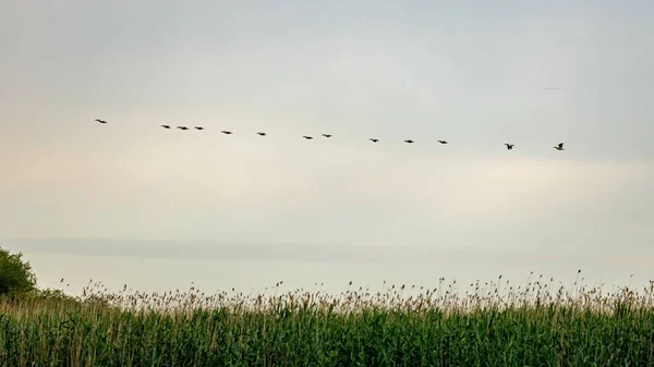 Пеликан Пустыне Дельты Дуная Румынии — стоковое фото