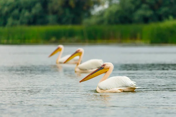 Pelican Wilderness Danube Delta Romania — Stock Photo, Image