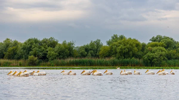 stock image A pelican in the wilderness of the Danube Delta in Romania