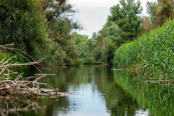 stock image The wilderness of the danube delta