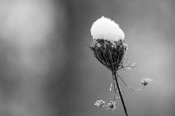 Eine Blume Mit Einem Schneekopf — Stockfoto