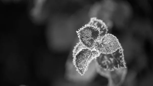 stock image A frozen twig with hoar