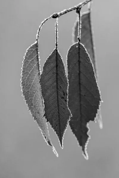 Осенние Листья Черно Белые — стоковое фото