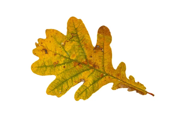 Autumn Oak Leaf White Background — Stock Photo, Image