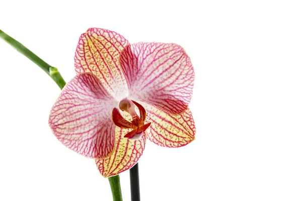 Pembe Bir Falaenopsis Orkide Çiçeği — Stok fotoğraf