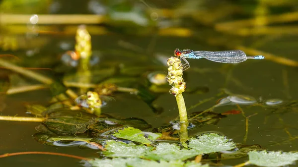 多瑙河三角洲一只小红眼蜻蜓 — 图库照片