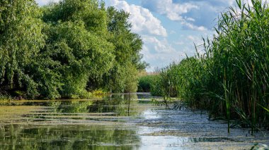 Romanya 'daki Tuna Deltası Gölleri ve Kanalları