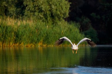 Romanya 'daki Tuna Deltası' nda Pelikan uçmaya başladı