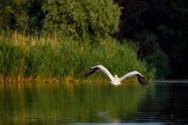 Romanya 'daki Tuna Deltası' nda Pelikan uçmaya başladı