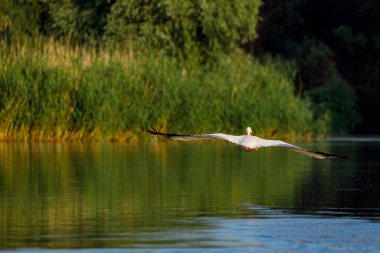 Romanya 'daki Tuna Deltası' nda Pelikan uçmaya başladı