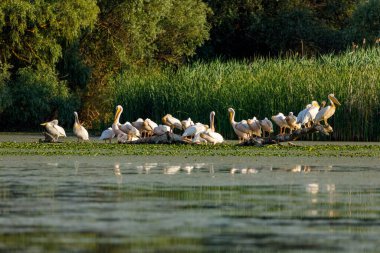 Tuna Deltası Romanya 'nın bataklıklarında bir grup Pelikan