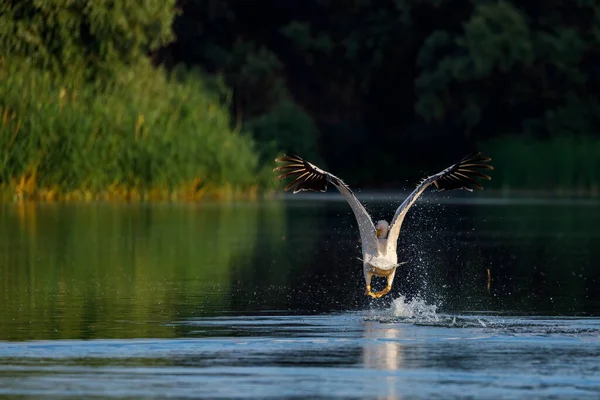 Pelikan Zaczyna Latać Delcie Dunaju Rumunii — Zdjęcie stockowe