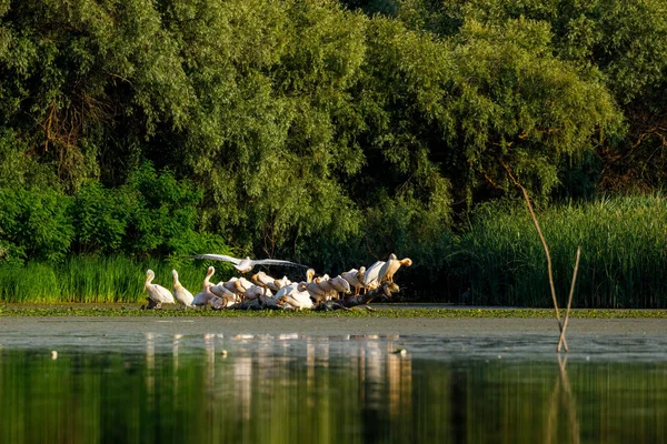 Group Pelicans Swamps Danube Delta Romania — Stock Photo, Image