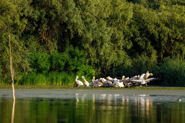 Группа Пеликанов Болотах Дельты Дуная Румыния — стоковое фото