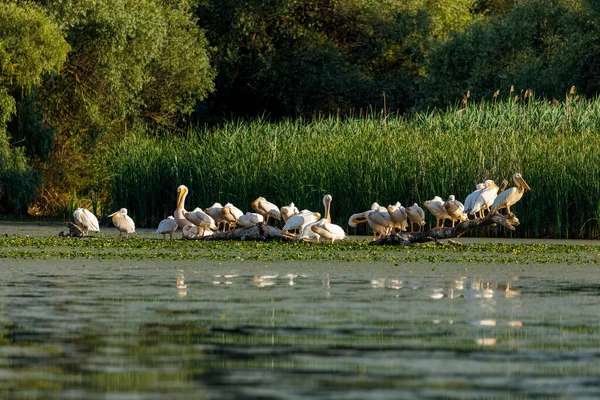 Group Pelicans Swamps Danube Delta Romania — Stock Photo, Image
