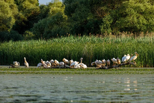 Gruppe Von Pelikanen Den Sümpfen Des Donaudeltas Rumänien — Stockfoto