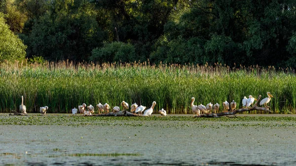 ドナウデルタルーマニアの湿地でペリカンのグループ — ストック写真