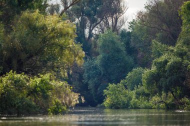 Romanya 'daki Tuna Deltası bataklıkları