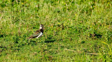 Tuna Deltasında Bir Lapkanat