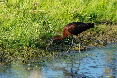 Tuna Deltası 'nın bataklıklarında siyah bir Ibis.