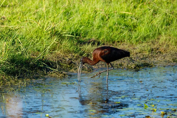 Ibis Negro Los Pantanos Del Delta Del Danubio —  Fotos de Stock