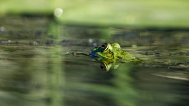 Tuna deltasının bataklıklarında bir kurbağa.