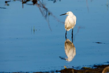 Küçük bir balıkçıl Tuna Deltası 'nda balık tutuyor.