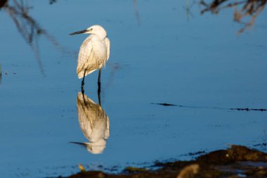 Küçük bir balıkçıl Tuna Deltası 'nda balık tutuyor.