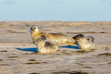 Seals resting on a beach at pellworm in schleswig holstein clipart
