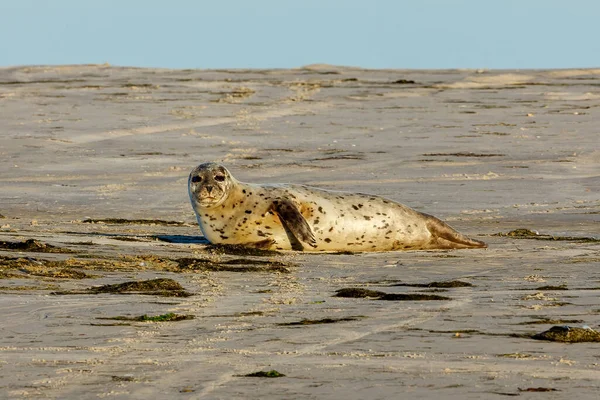 stock image Seals resting on a beach at pellworm in schleswig holstein