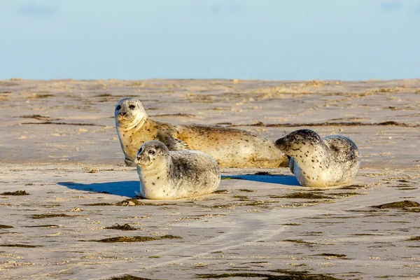 Seals Resting Beach Pellworm Schleswig Holstein — Stock Photo, Image