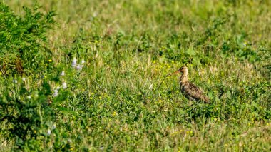 Tuna Deltasında Kara Kuyruklu bir Godwit